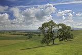 Steyning Bowl