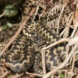 Adder
