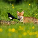 Fox and Magpie