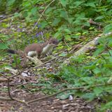 Stoat 2