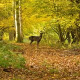Fallow deer 1