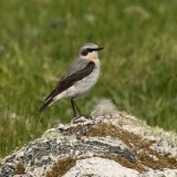 Wheatear 1