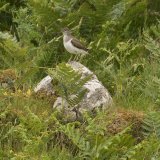 Common Sandpiper 2