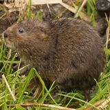 Water Vole 1
