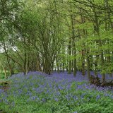bluebells 1
