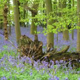 bluebells 2