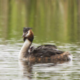 great Crested Grebe 9