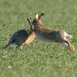 hares 4