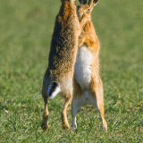 hares 1