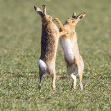 hares 2