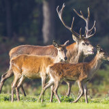 red deer 2