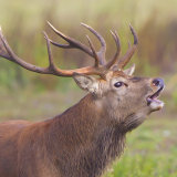 red deer 5
