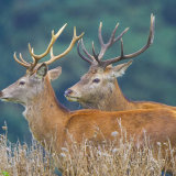 red deer 6