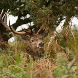 red deer 7