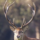 red deer 3