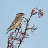 waxwing 2