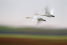 Whooper Swans