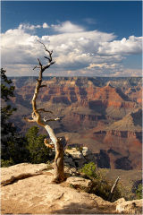 Accepted for publication in the 2012 Leica User Book