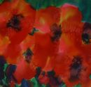 Poppies