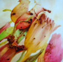 Flora 8