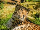 African Leopard