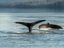 Humpback Whales diving