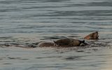 Sealions