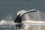 Humpback Whale Flukes