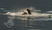 Sea lions