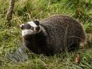 Badger