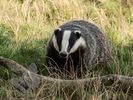 Badger