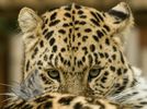 Amur Leopard