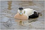 Eider duck