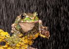 Emerald Tree Frog