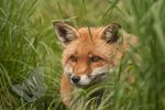 Red Fox
