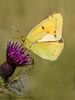 Clouded Yellow