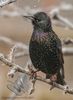 Starling in the Frost