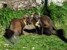 Pine Marten Pair