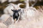 Feral Goat