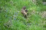 Pine Marten
