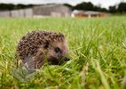 Hedgehog