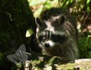 Racoon