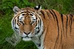 Siberian Tiger