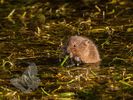 Water vole kit