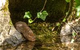 Water Vole