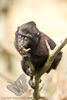 Sulawesi Macaque