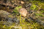 Water vole kit