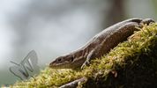 Common Lizard
