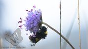 Bumble Bee on Scabious