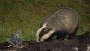 Badger